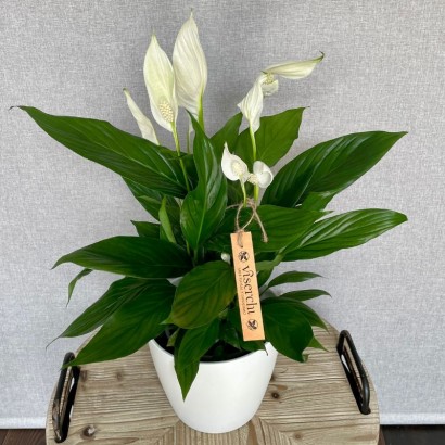 Comprar planta de interior Spathiphyllum en floristería Viserchi, floristería en Arganzuela, Madrid