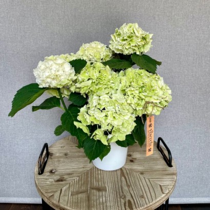Comprar hortensia de exterior en floristería Viserchi, floristería en Arganzuela, Madrid