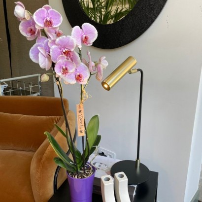 Comprar orquídea malva de floristería Viserchi, floristería en Arganzuela, Madrid