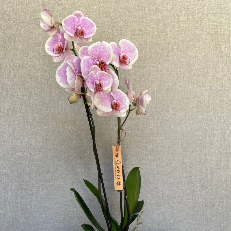 Orquídea Malva