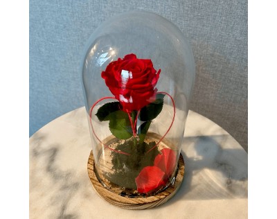 Rosa preservada regalo para San Valentín